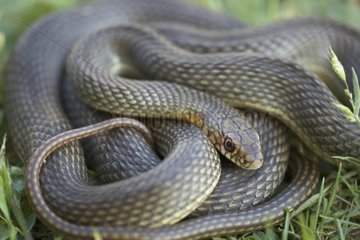Large Whip Snake Bulgaria