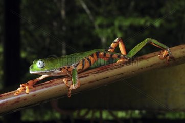 Tiger Stripped Leaf Frog Montagne de Kaw French Guayana