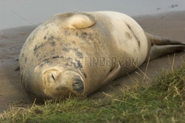 Grey seal sleeping on a beach Donna Nook UK
