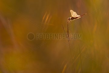 Libelle auf einem Zweig  indem er Frankreich Backbeleuchtung hat