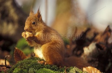 rotes Eichhörnchen  das Frankreich auf dem Boden isst