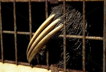 Claws of lazy tridactyl in a cage French Guiana