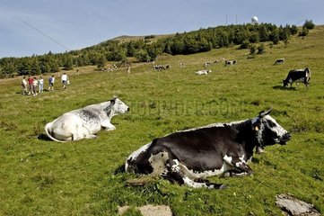 Kühe Vosgiennes weidet Grand Ballon die Vosges France