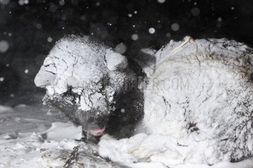 Sled dog during a snowstorm Greenland