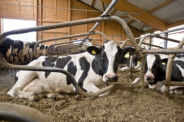 Holstein -Kühe  die in Ständen Deutschland liegen