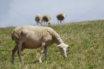 Lacaune Ewe grazing with abscess on the side