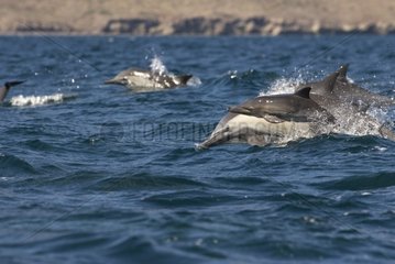 Young Dolphin and its mother Gulf of California Mexico