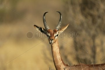 Portrait of Gerenuk National park of Samburu Kenya