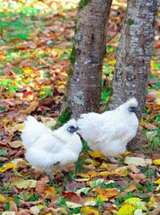 White Hens also called Negre-Soie breed  Dordogne (24)