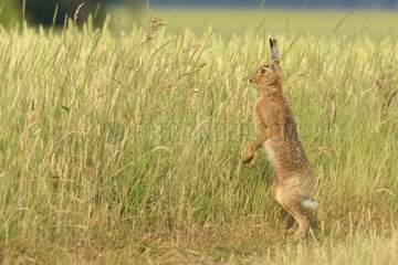European Brown Hare (Lepus europaeus)  Summer  Hesse  Germany  Europe