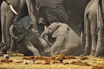 Young African Bush Elephant (Loxodonta africana)  Namibia