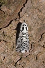 Leopard Moth (Zeuzera pyrina). Kværkeby mose  Denmark in July