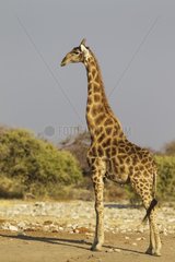 Southern Giraffe (Giraffa camelopardalis giraffa) - Handsome male has spotted some distant lions. Etosha National Park  Namibia.