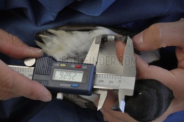 Measurement of the paw of a Little Auk - Greenland