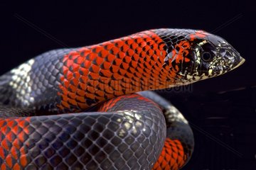 Tri-color hognose snake (Lystrophis pulcher)  Brazil