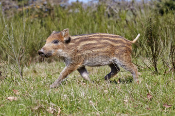 Young Wild Boar walking in the grass - France