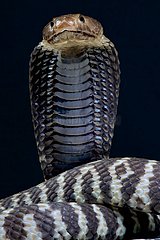 Zebra spitting cobra (Naja nigricincta)  Namibia