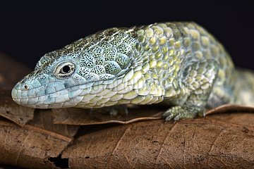Mixtecan arboreal alligator lizard (Abronia mixteca)  Mexico
