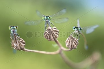 Three active damselflies - Three damselflies almost ready to fly