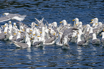 Glaucous-winged Gulls on water - Kenai Fjords Alaska