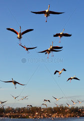 Rosy Greater Flamingos in flight - Camargue France