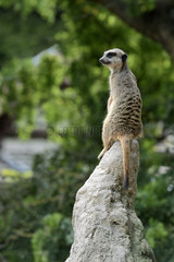 Meerkat keeping watch on rock - Mulhouse Zoo France