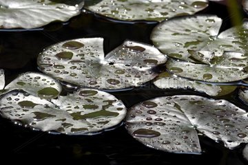 Lily Pads covered with water