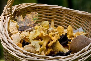Chanterelle (Cantharellus cibarius)  Valley of the Doller  Haut Rhin  France