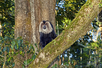 Dominant male Lion-tailed Macaque - Nilgiris Hills India