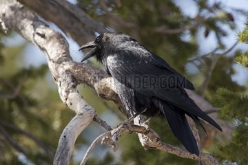 Common Raven (Corvus corax). Swamp Canyon  Bryce Canyon National Park  Utah