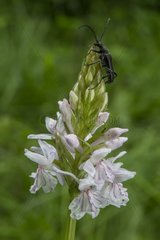 Spotted Orchis (Dactylorhiza maculata)  Detail flowers with the presence of a small longhorn beetle  at spring in a forest lane  Avrainville  Lorraine  France