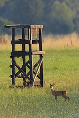 Western Roe deer (Capreolus capreolus) near Deerstand  Fawn  Hesse  Germany  Europe