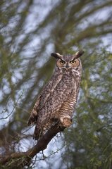 Great Horned Owl (Bubo virginianus). Phoenix  Arizona  USA in March