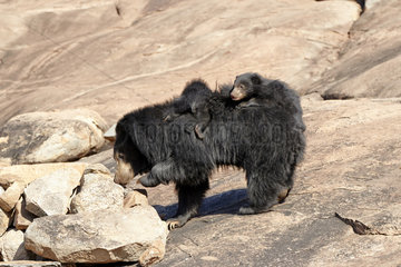 Sloth bear and youngs - Sandur Mountain Range India