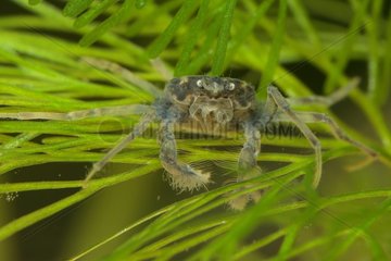 (Limnopilos naiyanetri)  Crab spider on a Fanwort leaf in aquarium