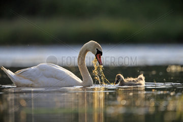 Mute Swan and chick on the water at dawn - Dombes France