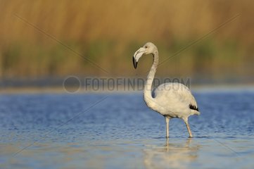 Greater Flamingo (Phoenicopterus roseus) in water  Camargue  France