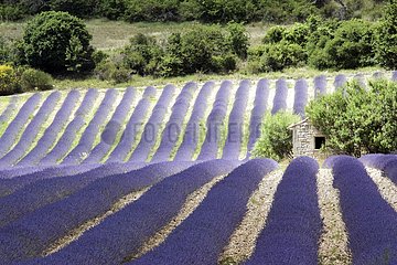 Lavender flowers in row  Sault  Vaucluse  France