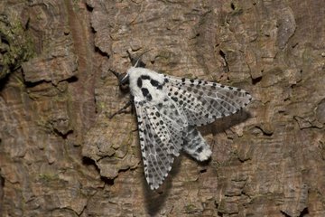 Leopard Moth (Zeuzera pyrina). Kværkeby mose  Denmark in July