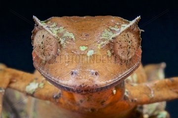 Satanic leaf-tailed gecko (Uroplatus phantasticus)  Madagascar