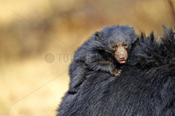 Sloth bear and young - Sandur Mountain Range India
