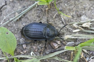 Burying Beetle (Silpha tristis). Gilsætre  Øland  Sweden in July