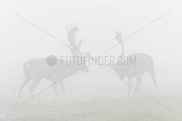 Fighting Fallow Deers (Cervus dama) at Rutting Season  Hesse  Germany  Europe