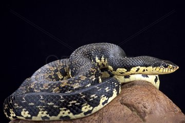 Malagasy giant hognose snake (Leioheterodon madagascariensis)  Madagascar