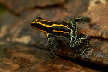 Amazonian Poison Frog (Rainitomeya amazonica  ex Ranitomeya ventrimaculata  ex Dendrobates ventrimaculatus) - Tonnegrande - French Guiana