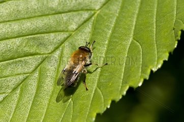 Hoverfly  Criorhina asilica  male resting on leaf. Denmark in May