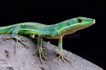 Emerald grass lizard (Takydromus smaragdinus)  Japan