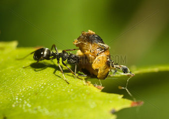 Carpenter Ant eating a Ladybeird nymph - France