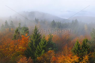 Summit in the autumn mist - Northern Vosges France