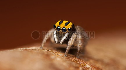 Male Peacock Jumping Spider - Australia